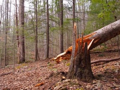 [Side view of large, splintered tree which looks like it was hit by lightenting about 4 foot from the tree base. Top of tree out of picture off to the right.]